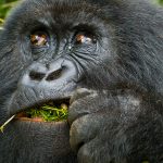 3 Days Bwindi Impenetrable Gorilla Safari