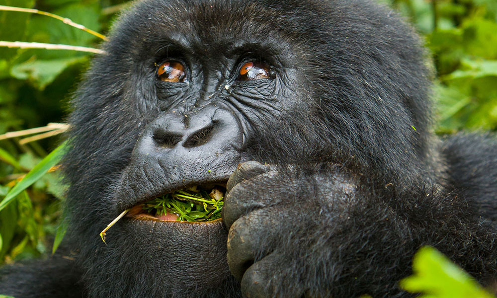 6 Days Bwindi Gorilla Trek and Queen Elizabeth Park