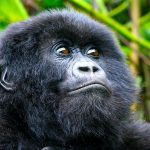 4 Days Lowland Gorilla Tracking in Kahuzi Biega