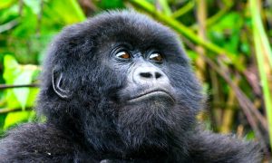 4 Days Lowland Gorilla Tracking in Kahuzi Biega