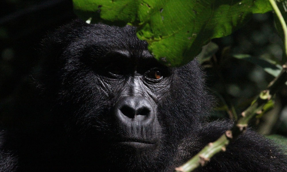 4 Days Rwanda Gorilla Safari and Diane Fossey
