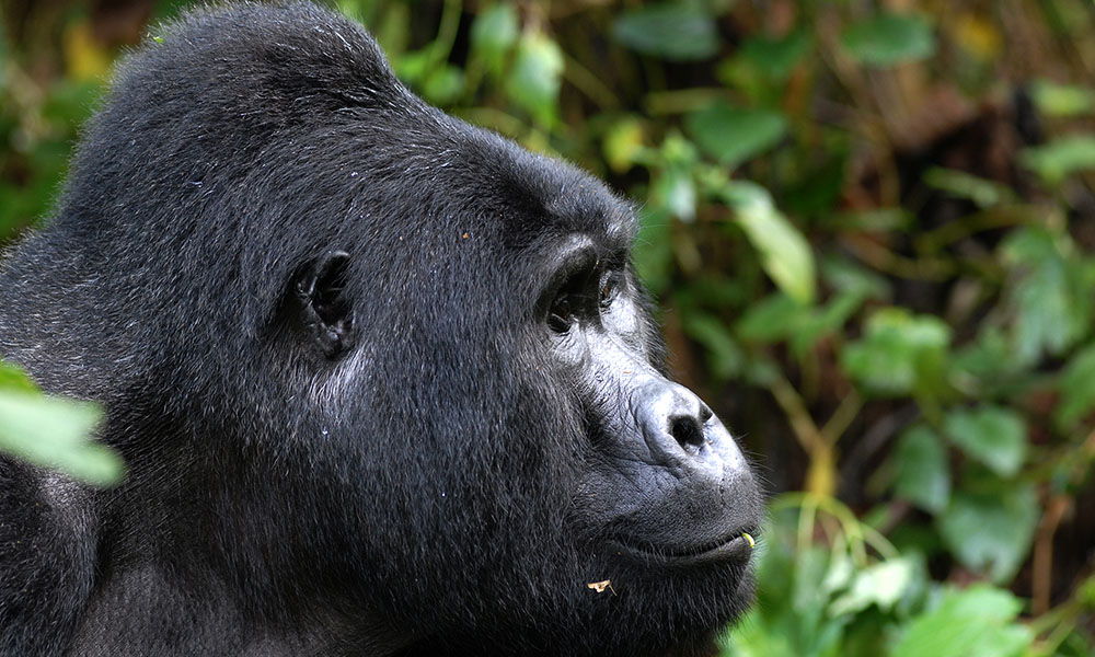6 Days Gorilla and Chimpanzee Tour Rwanda