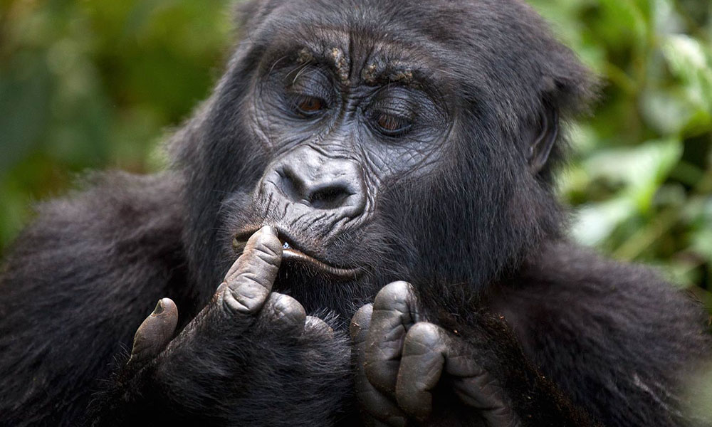 6 Days Gorilla Tracking and Chimpanzee Safaris