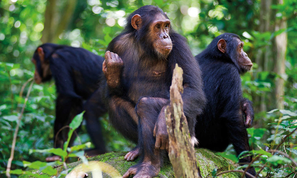 5 Days Gorilla and Chimp Trekking in Rwanda