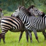 10 Days Best of Uganda Safari
