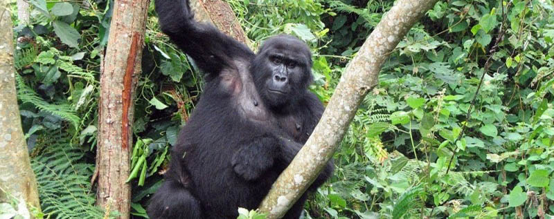 11 Days Group Gorilla Trekking Safari
