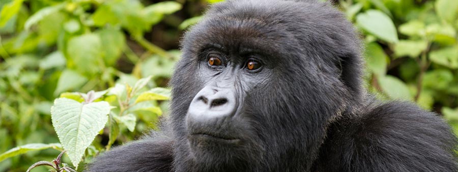 6 Days Gorilla Tracking and Chimpanzee Safaris