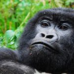 7 Days Uganda Rwanda Gorilla and Cultural Safari