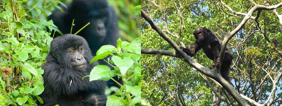 9 Days Classic Chimpanzee and Gorilla Safari in Uganda