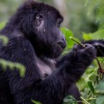 2 Day Rwanda Gorilla Tracking Tour to Volcanoes National Park