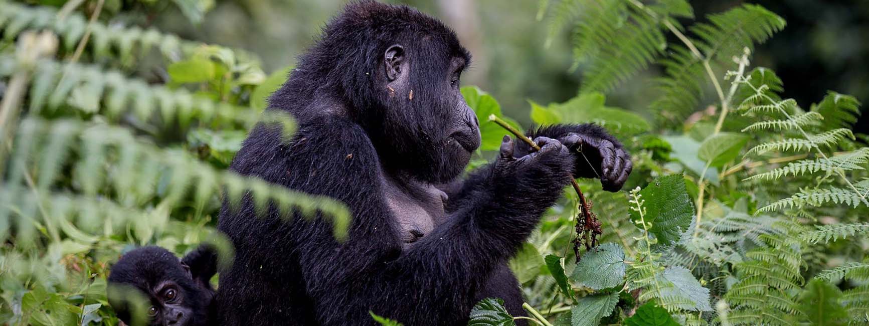 2 Day Rwanda Gorilla Tracking Tour to Volcanoes National Park