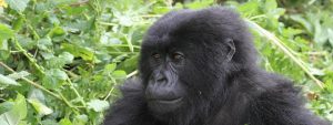 1 Day Gorilla Safari Rwanda