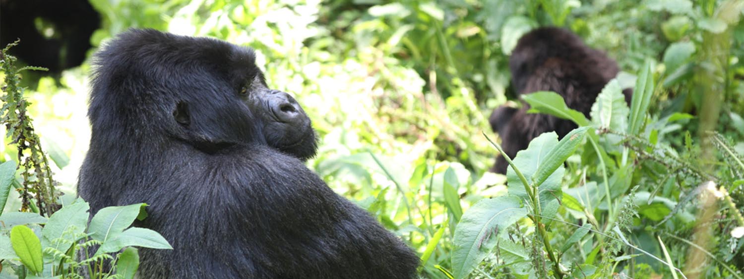 3 Day Rwanda Gorilla Safari