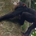 9 Days Rwanda Primate Tracking Safari
