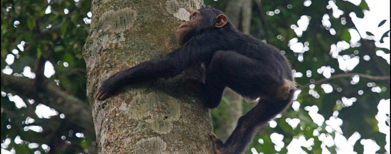 9 Days Rwanda Primate Tracking Safari