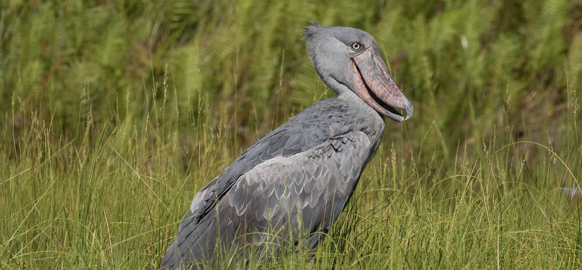 Shoebill Stork Size and Facts