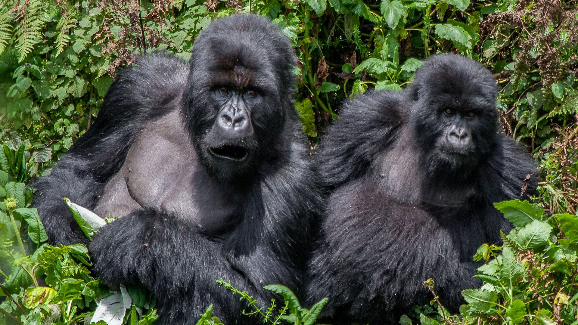 New gorilla family in Rushaga- Rwigi