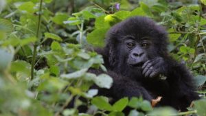 4 Days Rwanda Gorilla Safari and Diane Fossey