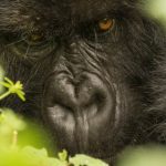 1 Day Gorilla Safari Rwanda