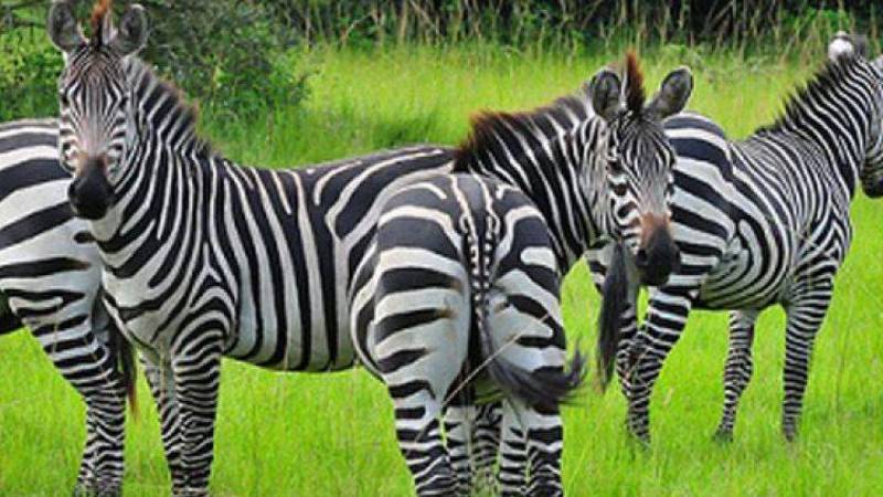 7 Days Safari to L. Mburo, Queen Elizabeth, Bwindi and L. Bunyonyi