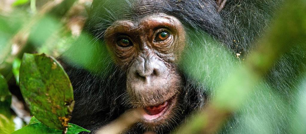 Chimpanzee tracking Experience