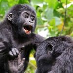 Gorilla trekking Guidelines