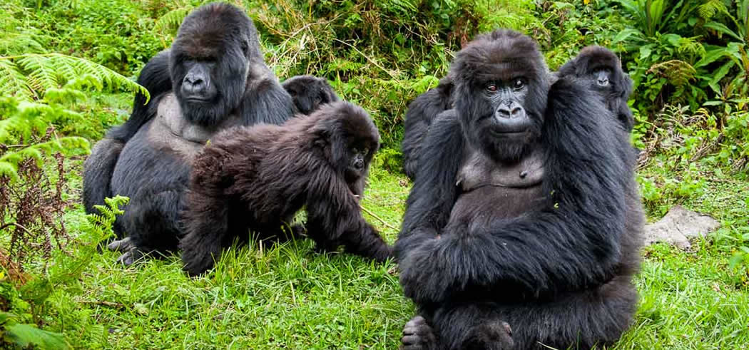Gorilla trekking Guidelines Updated 2022