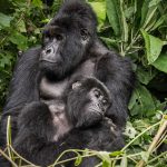 Rwanda Habituated Gorilla Families in Volcanoes National Park