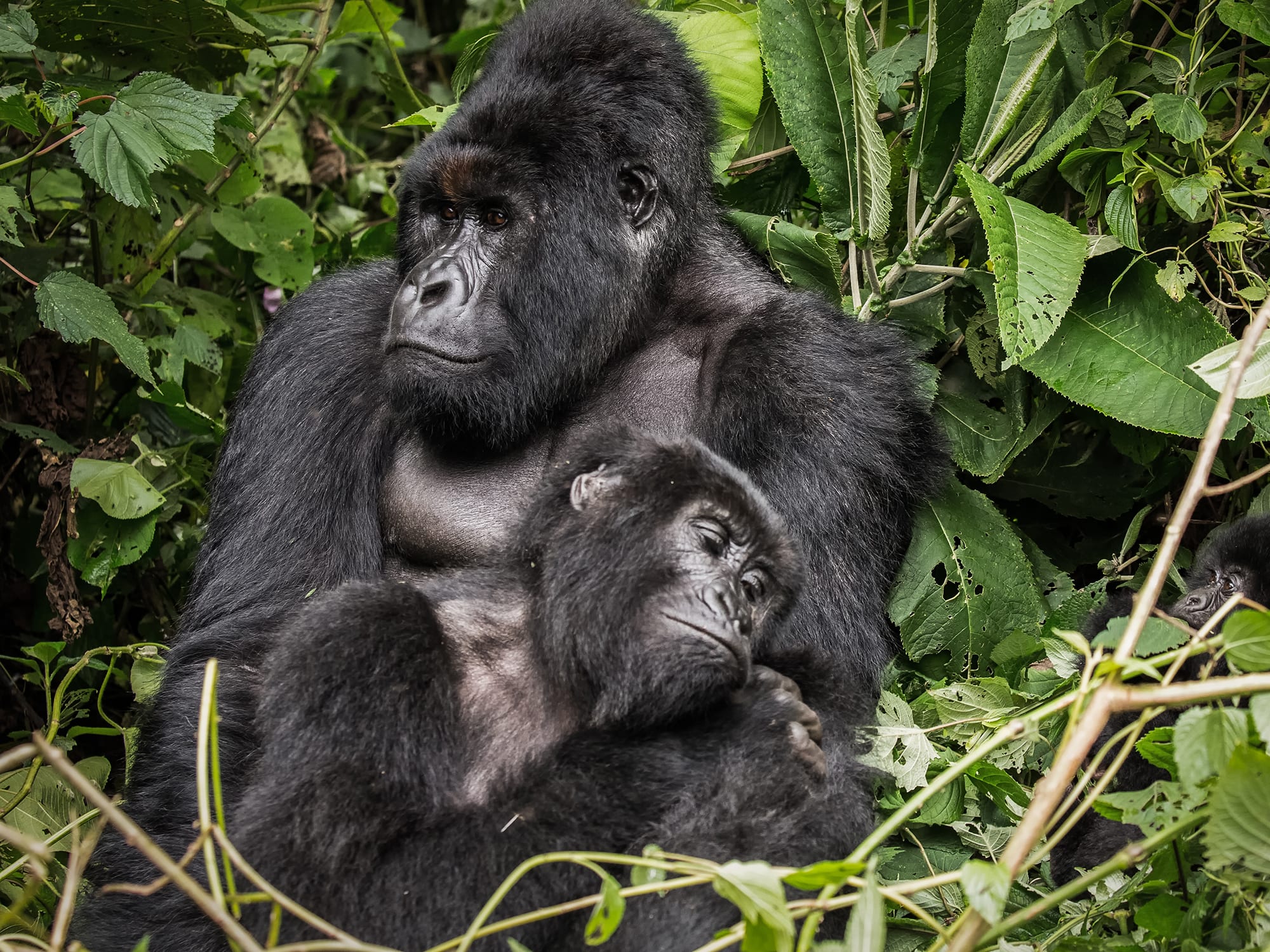 5 Days Rwanda and Congo Gorilla Tour