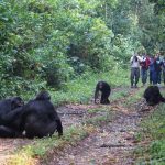 10 Days Uganda Wildlife Safari-Uganda_Mountain_Gorillas_Chimpanzee_tracking_Safari