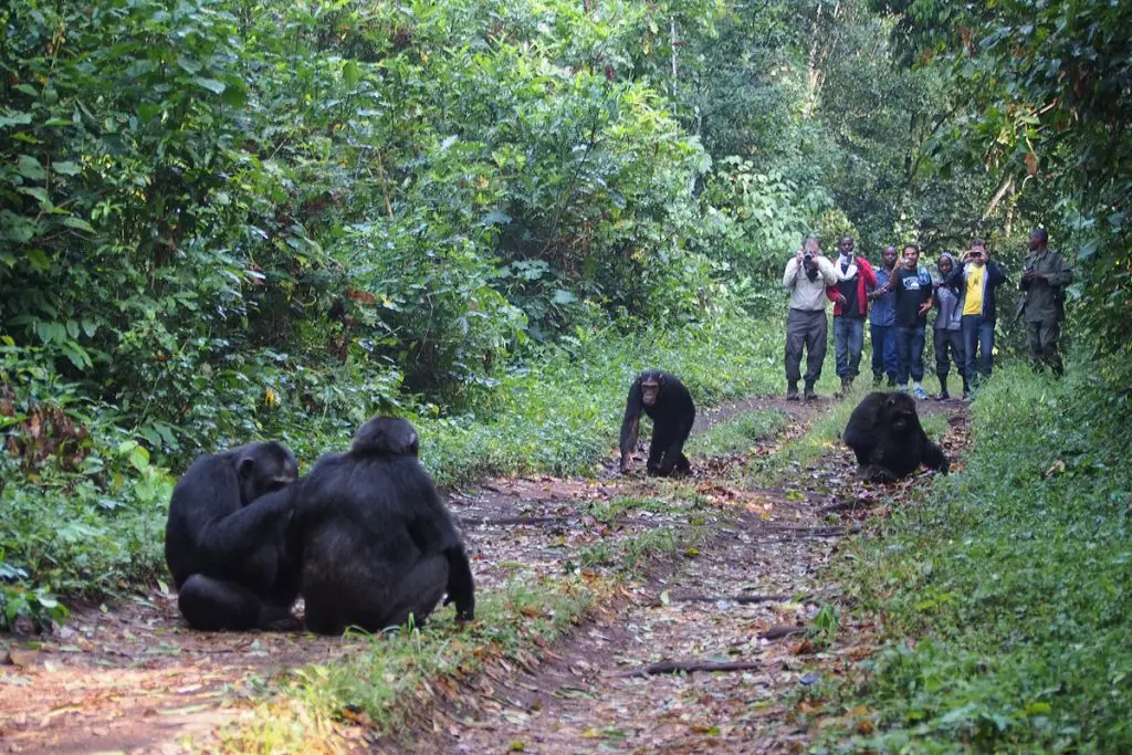 10 Days Uganda Wildlife Safari-Uganda_Mountain_Gorillas_Chimpanzee_tracking_Safari