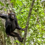 3 Days Chimpanzee trekking Uganda safari
