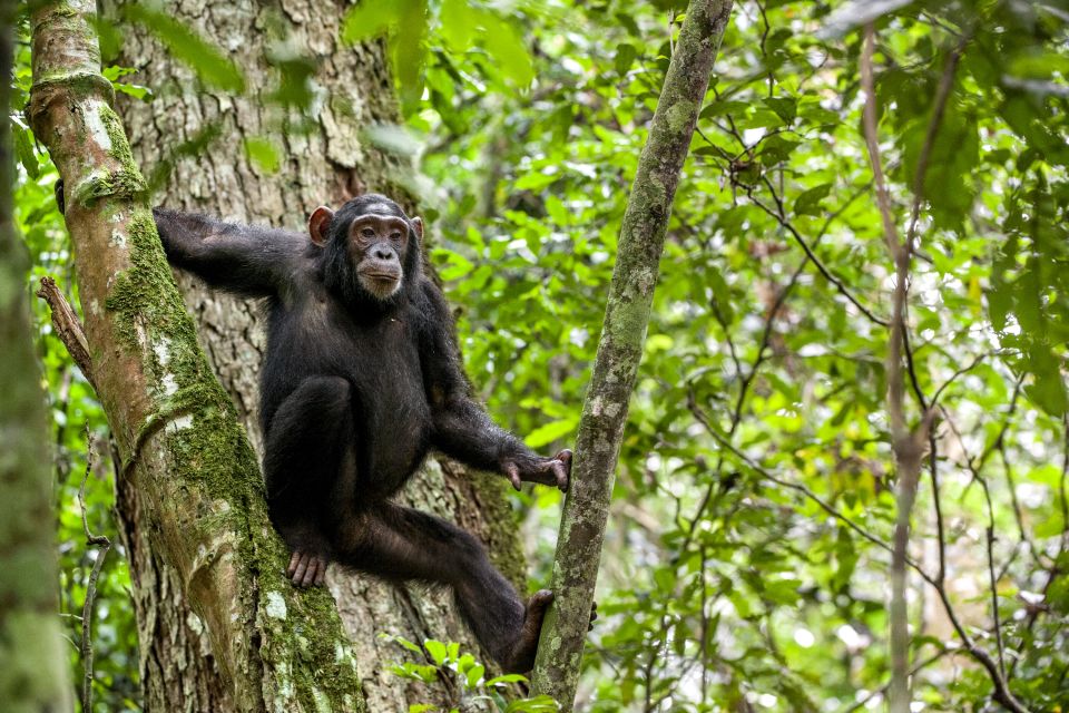 3 Days Chimpanzee trekking Uganda safari