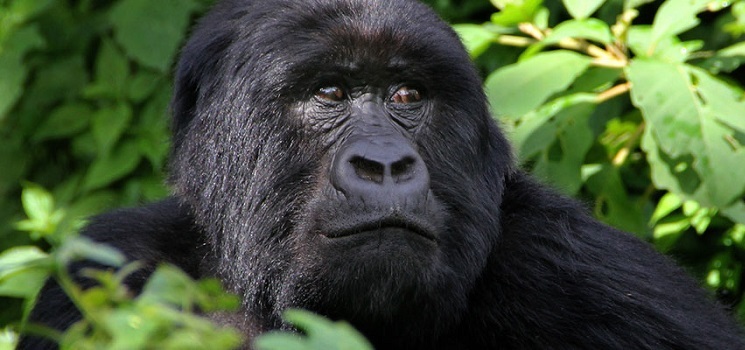 How to Prepare for Your Uganda Gorilla Trekking Tour