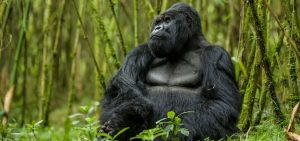 Congo gorilla safaris.