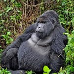Gorilla trekking Uganda-Rwanda-Congo