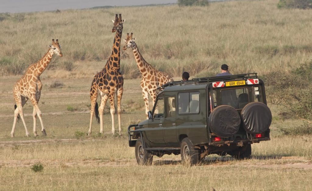 3 Day Murchison falls Uganda Safari