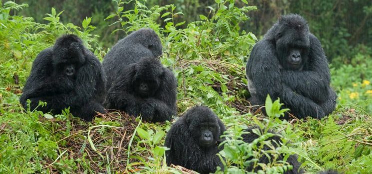 5 Days Mount Nyiragongo & Bwindi Gorilla Trekking Safari