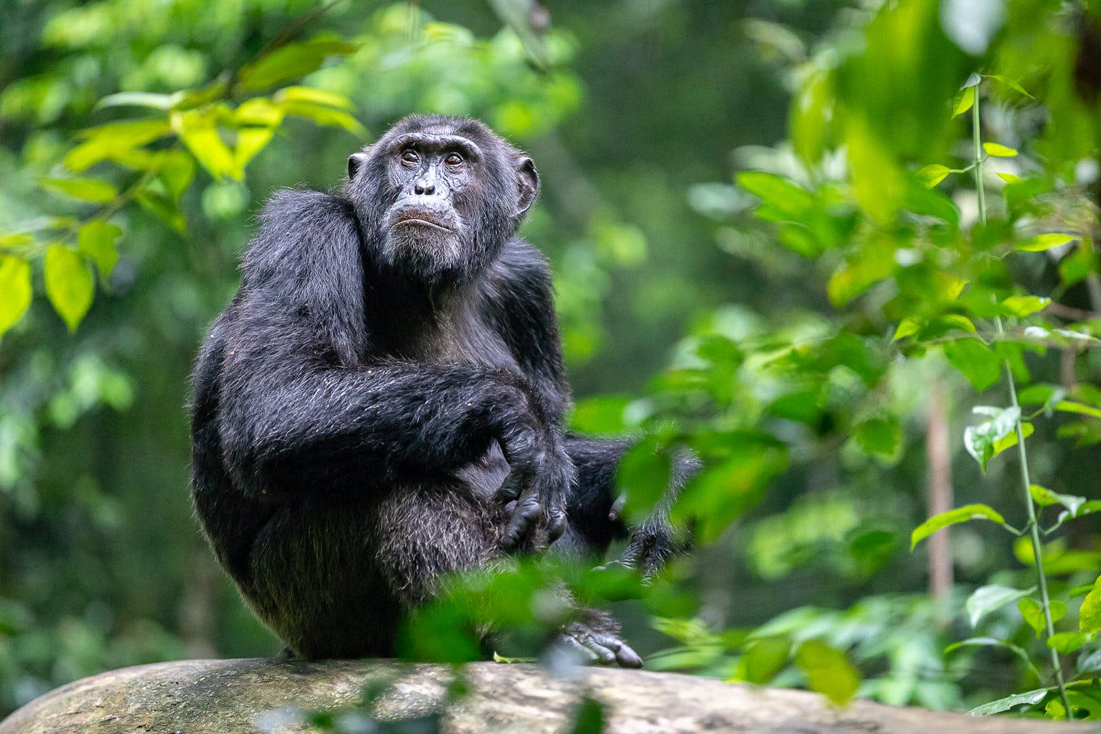 chimpanzee tracking Experience