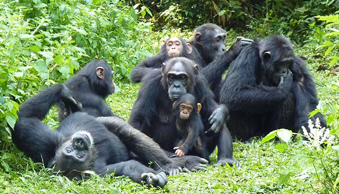 3 Days Chimpanzee trekking Uganda