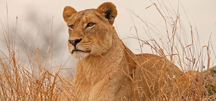top safari destinations to visit in uganda