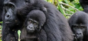 11 days gorilla and wildlife safari