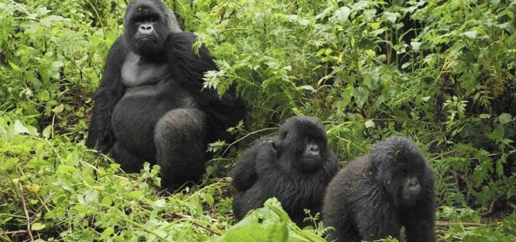 10 Days Gorilla trekking Safari with Chimps