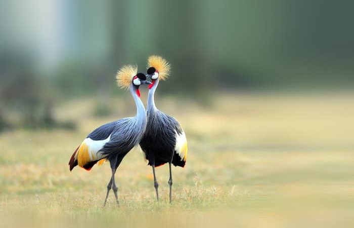 Best Birding Sites in Uganda