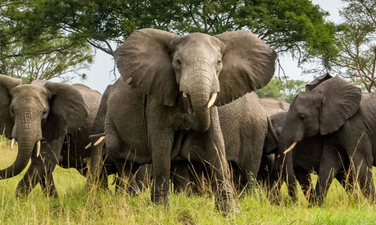 12 Days Rwanda Uganda Classic Safari