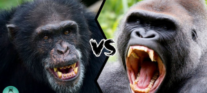 Gorillas vs. Chimpanzees in Uganda