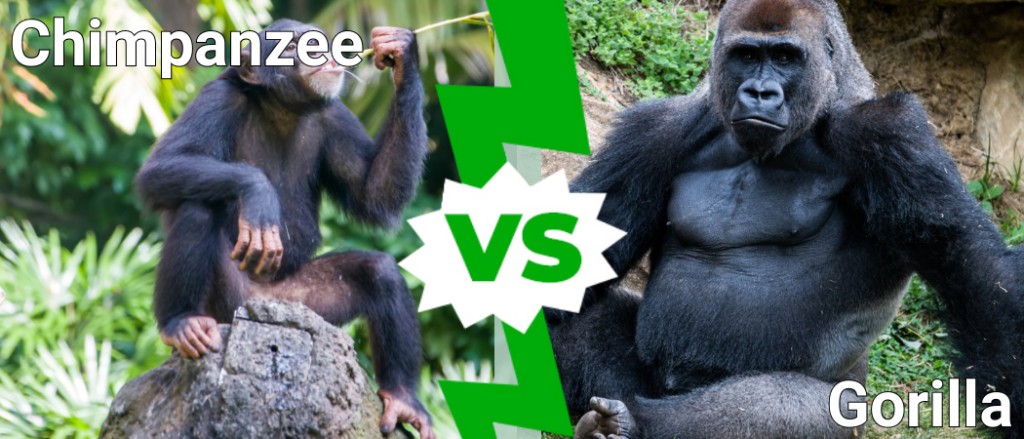 Differences between Chimpanzees and Mountain gorillas