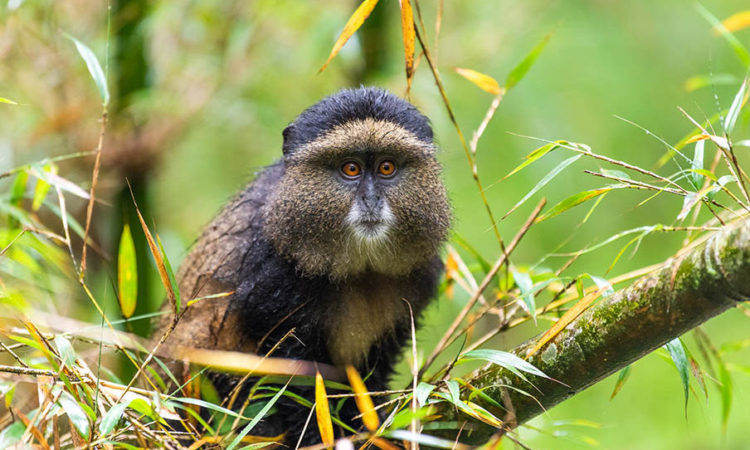 3 Days Rwanda Golden Monkey Trekking