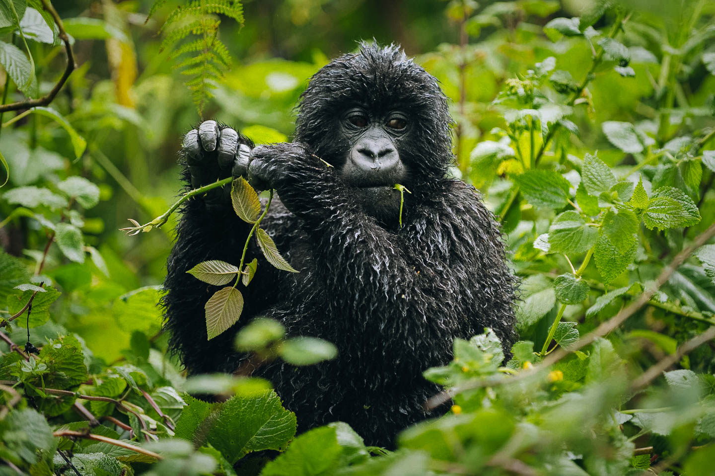 Why Are Gorillas Going Extinct?