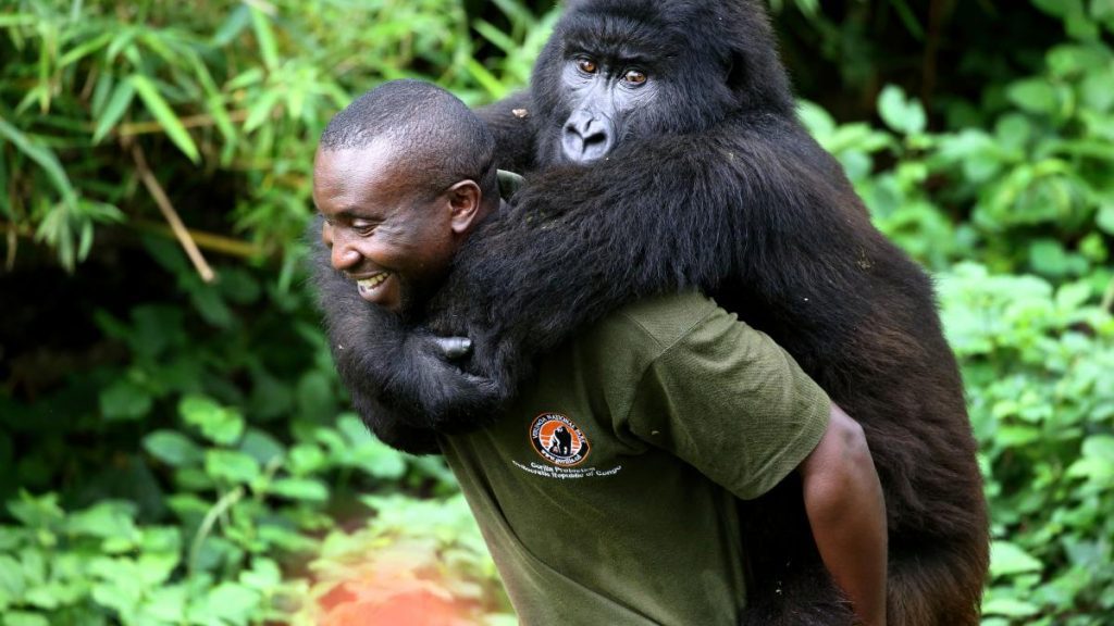 7 Days East Africa Gorilla trekking safari